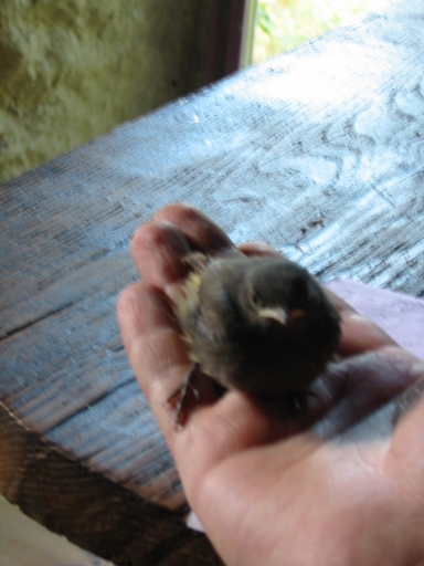 Click for original image