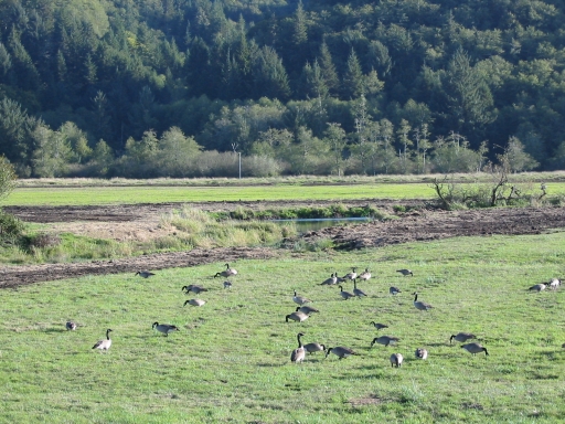 Click for original image