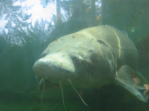 Click for original image