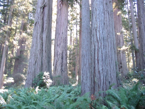 Click for original image