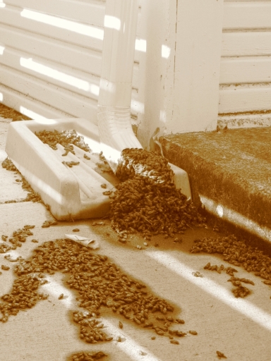 Click for original image